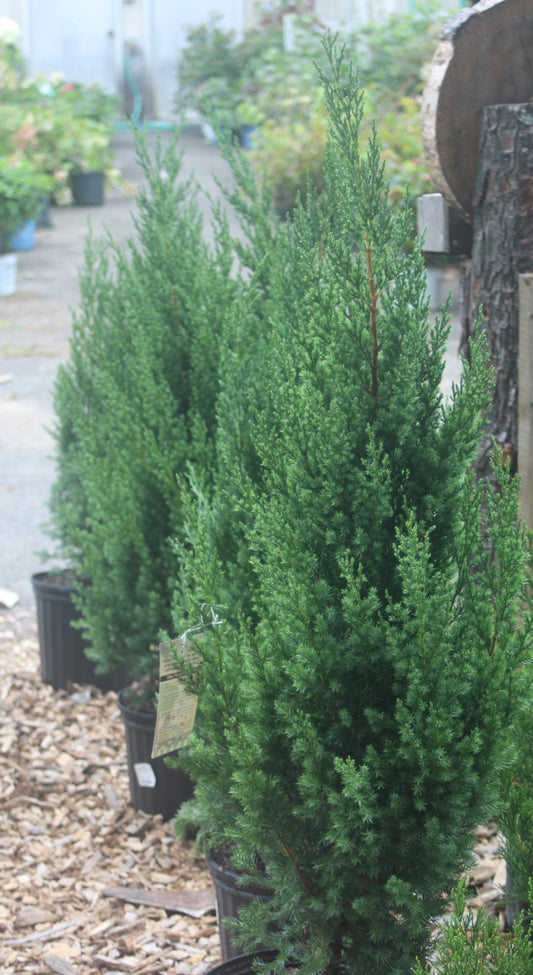 JUNIPERUS `BLUE POINT` ,3