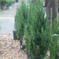 Juniperus chin Blue Point 15 gal