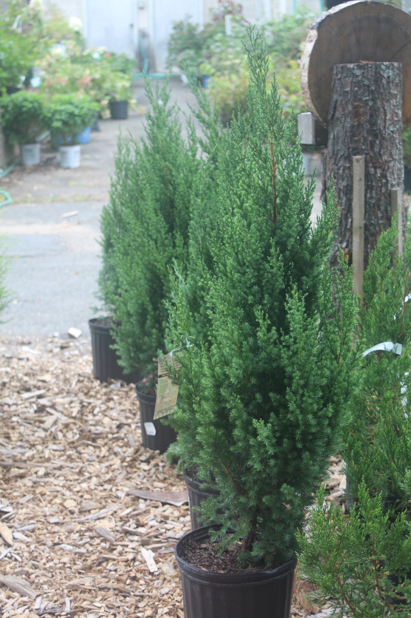Juniperus chin Blue Point 15 gal