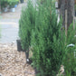 Juniperus chinensis Blue Point 3g