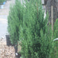 JUNIPERUS `BLUE POINT` ,3