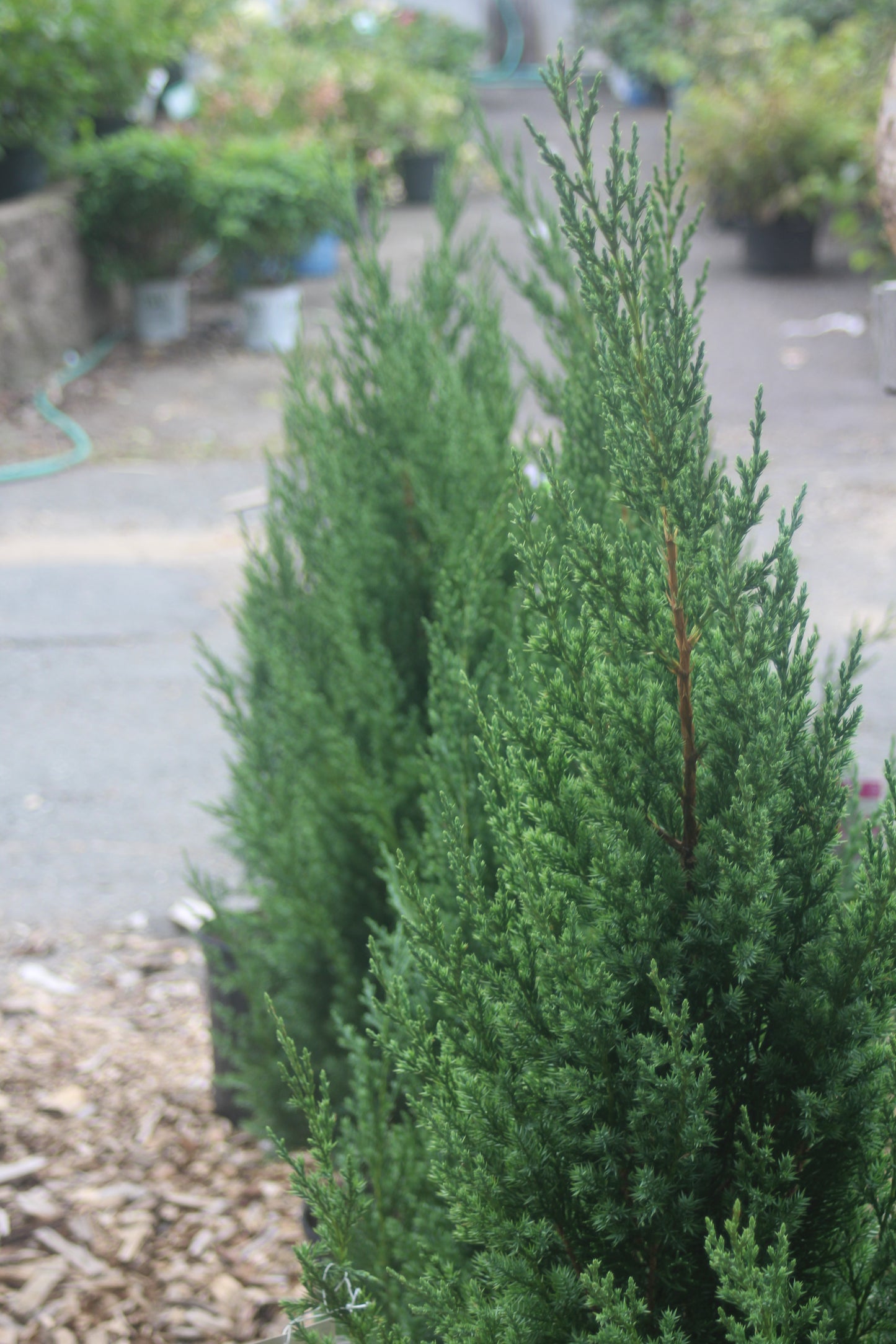 JUNIPERUS `BLUE POINT` ,3