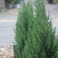 Juniperus chinensis Blue Point 7g