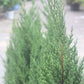 JUNIPERUS `BLUE POINT` ,3