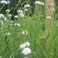 Asteromea m. White Russian 1g