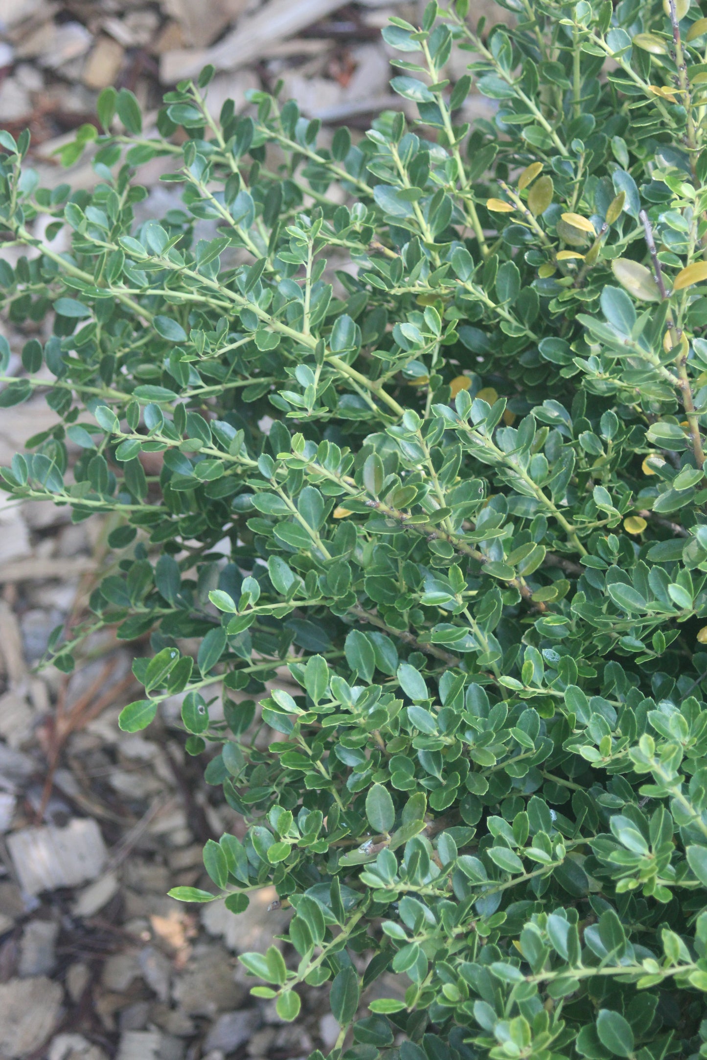 Ilex crenata Helleri 3g