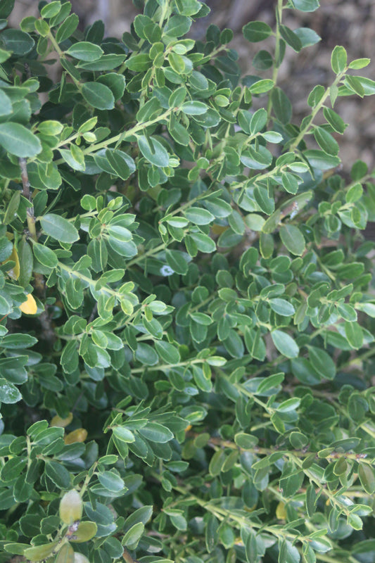 Ilex crenata Helleri 3g