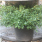 Ilex crenata Helleri 3g