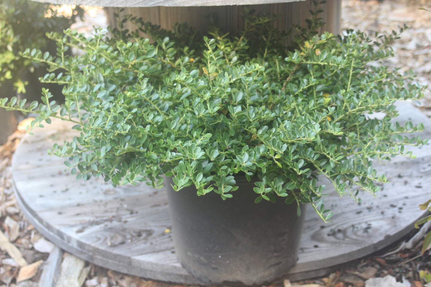 Ilex crenata Helleri 3g