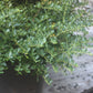 Ilex crenata Helleri 3g