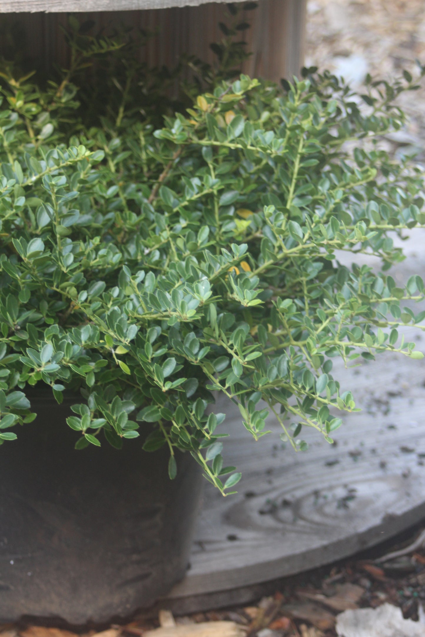 Ilex crenata Helleri 3g