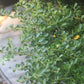 Ilex crenata Helleri 3g