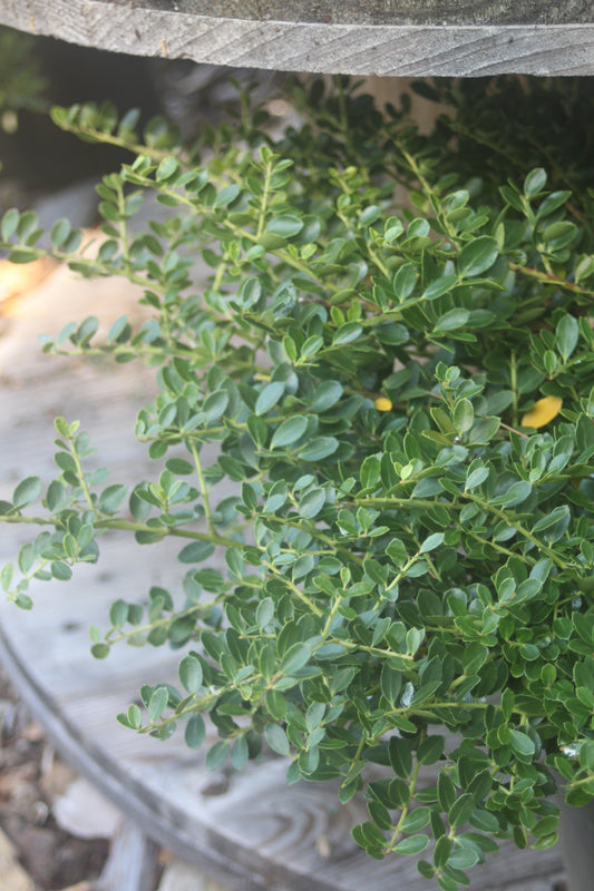 Ilex crenata Helleri 3g