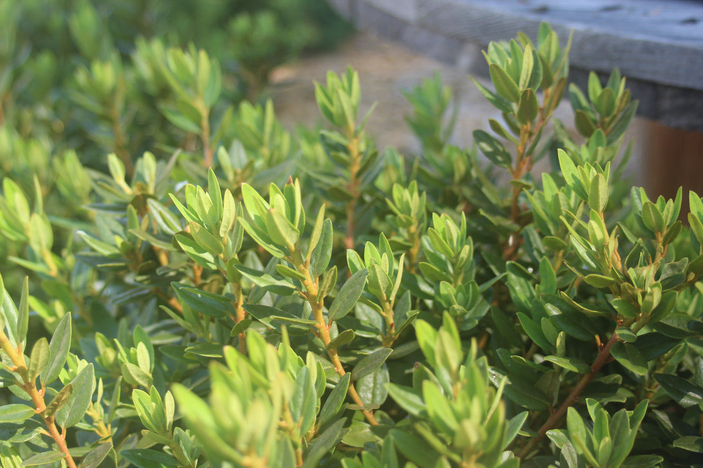 RHODODENDRON X `PURPLE GEM`