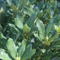 Rhododendron Nova Zembla 3 g