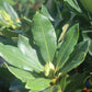 Rhododendron Nova Zembla 3 g