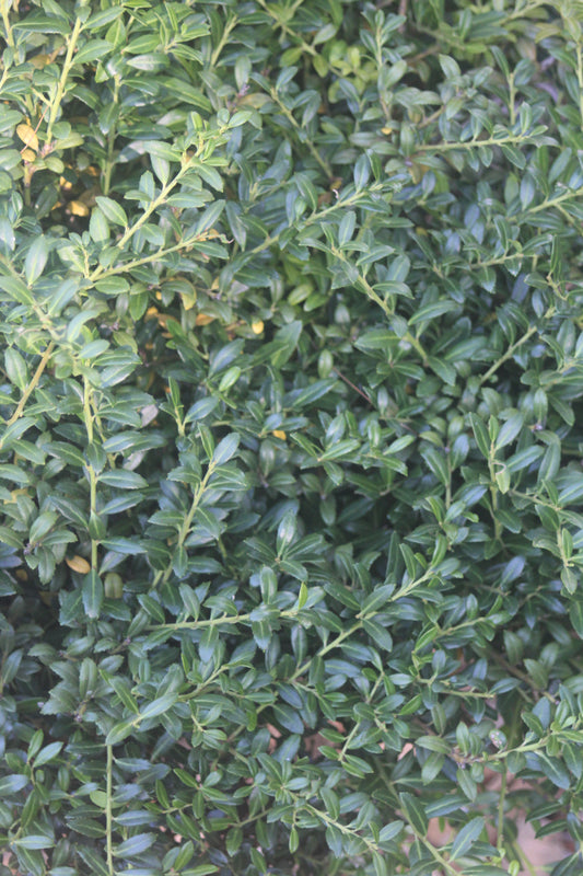 Ilex crenata Soft Touch 3g