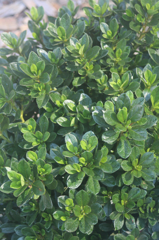 AZALEA `BIXBY ,2