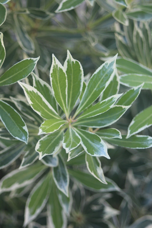 PIERIS JAPONICA FLAMING SILVER 2g