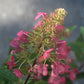 Hydrangea Pan Flare 3g