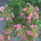 Hydrangea Pan Flare 3g