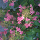 Hydrangea Pan Flare 3g