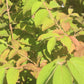 Viburnum tomentosum Mariesii 5g