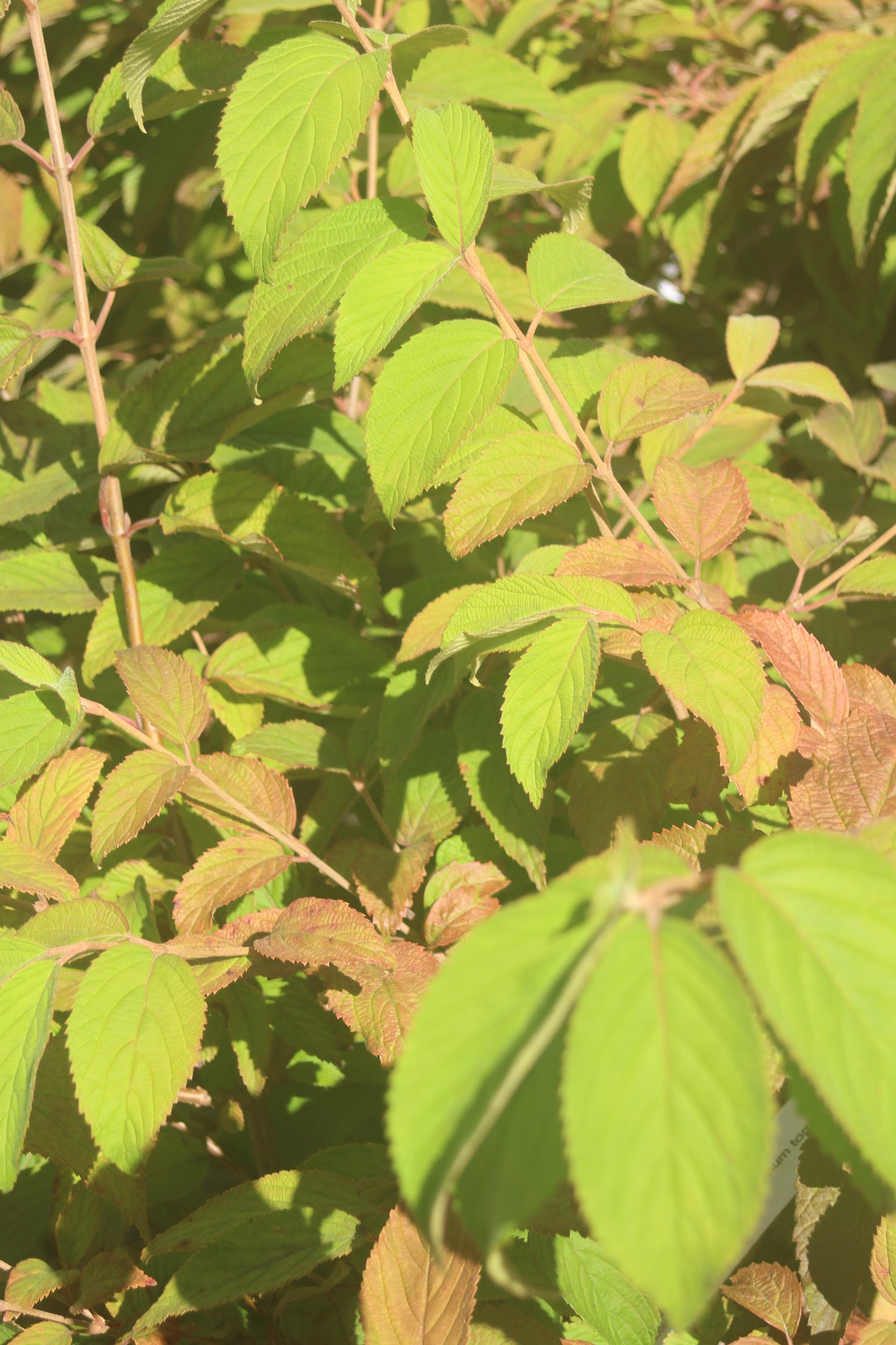 Viburnum tomentosum Mariesii 5g