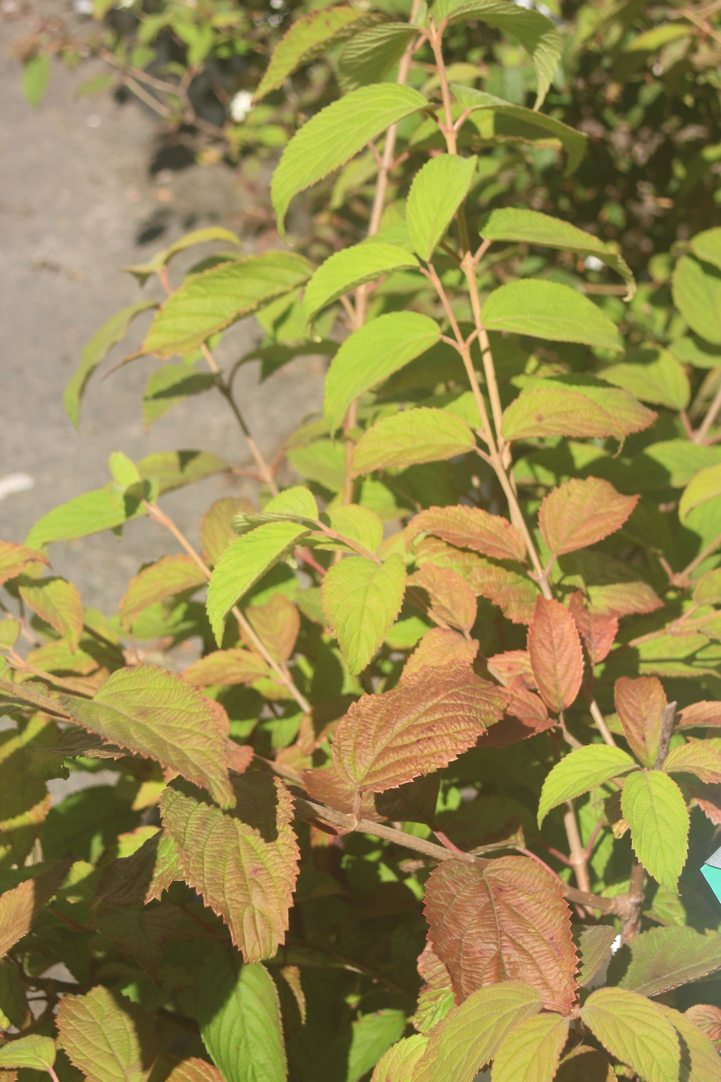 Viburnum tomentosum Mariesii 5g