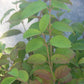 Viburnum tomentosum Mariesii 5g