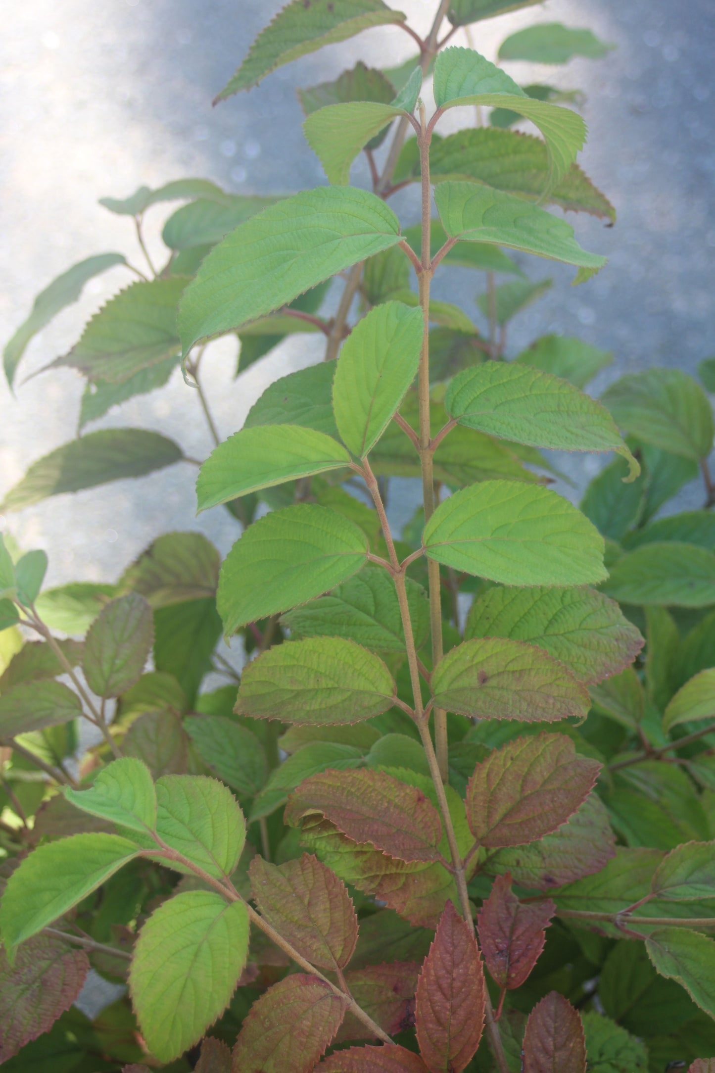 Viburnum tomentosum Mariesii 5g