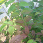 Viburnum toment. Mariesii 3g