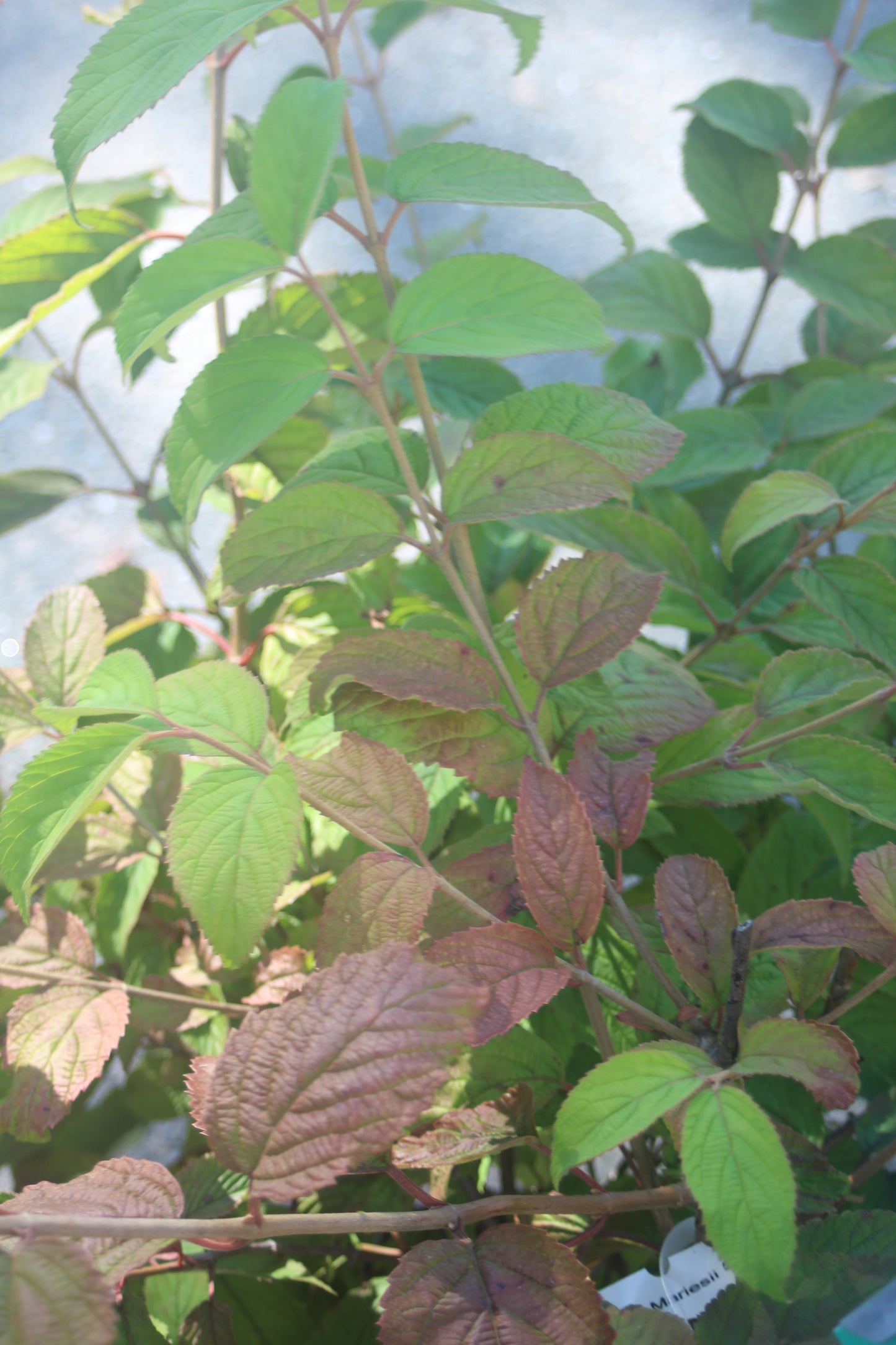 VIBURNUM P. T. `MARIESII` ,3