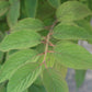 Viburnum tomentosum Mariesii 5g