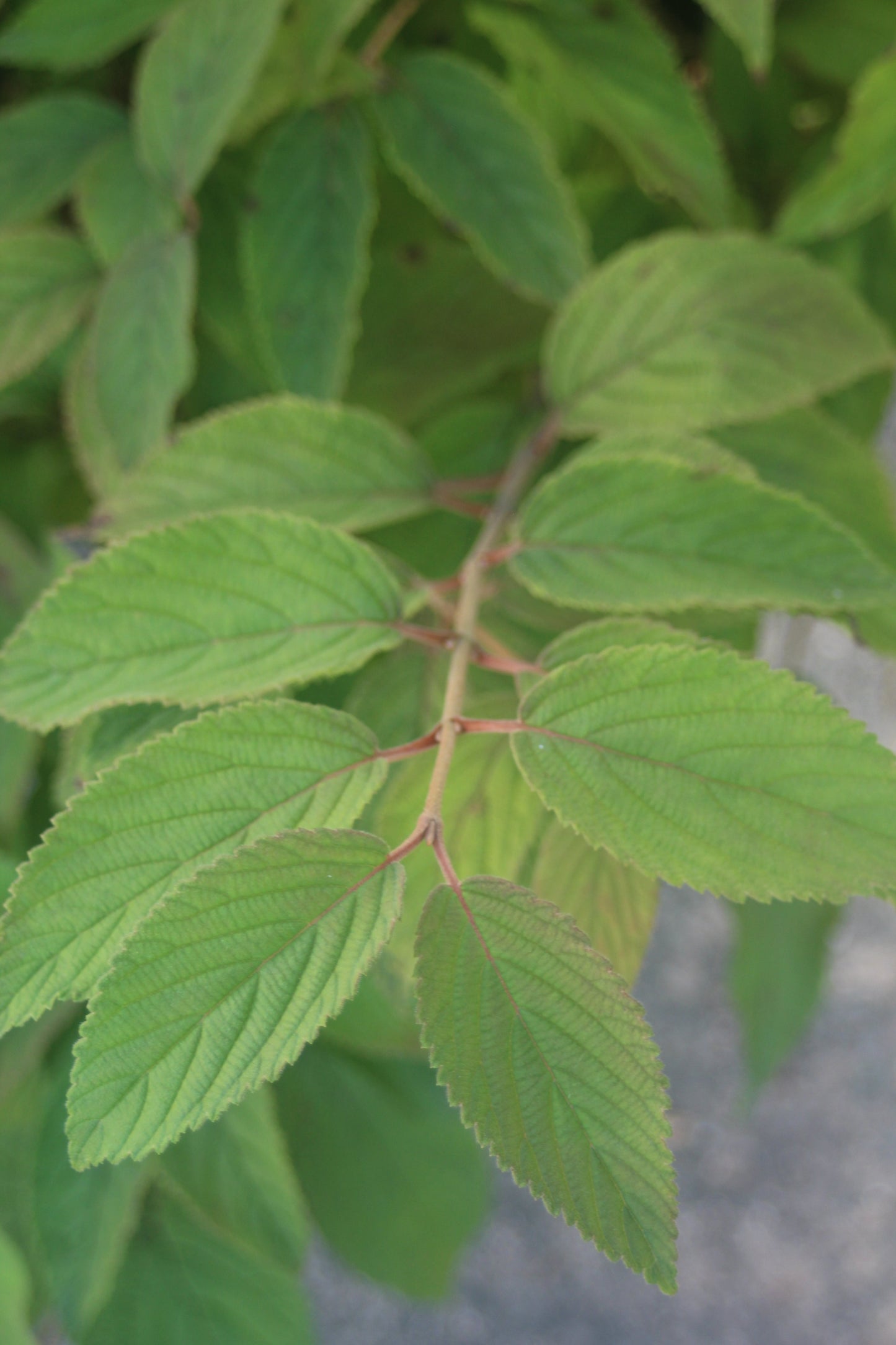 Viburnum tomentosum Mariesii 5g