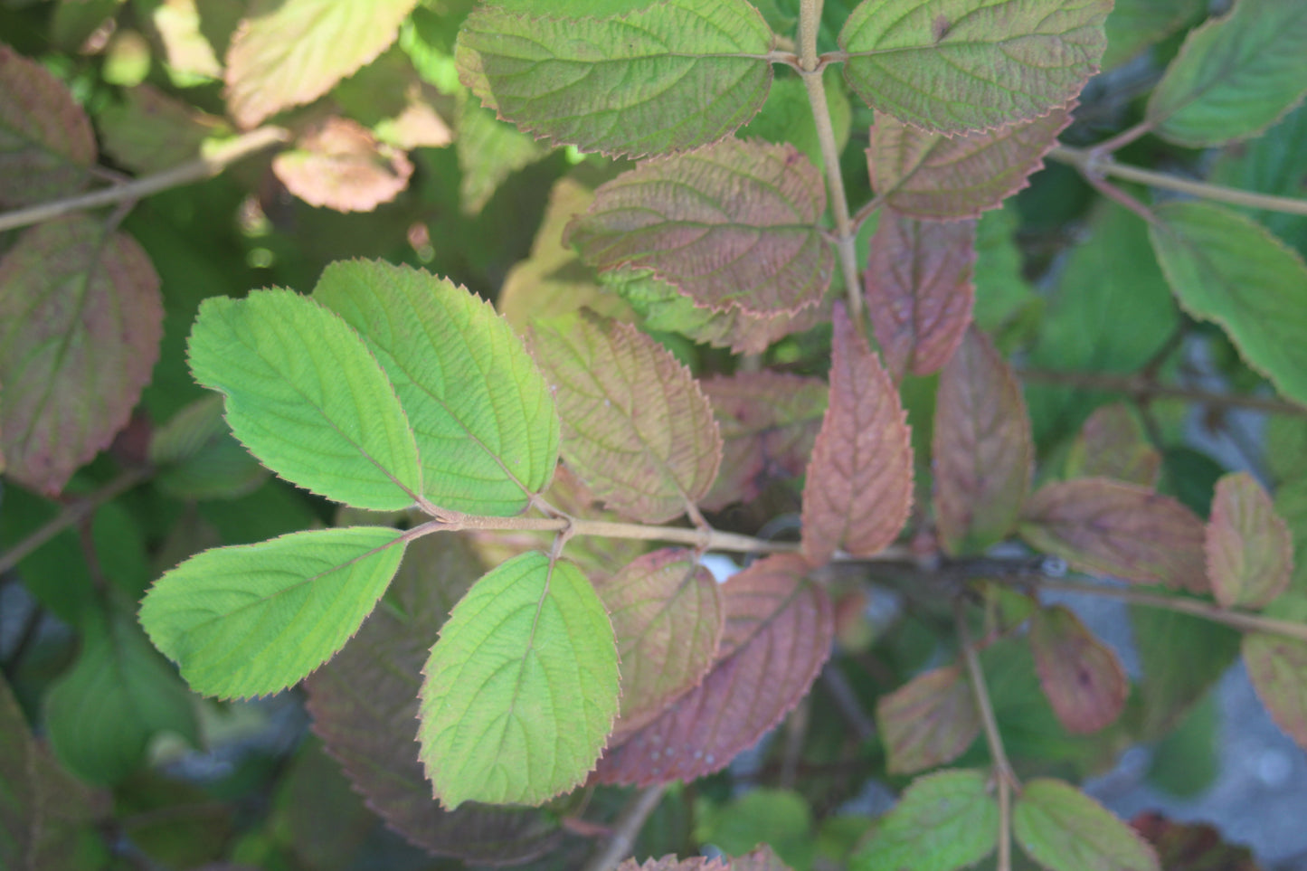 Viburnum tomentosum Mariesii 5g