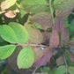 Viburnum tomentosum Mariesii 15g