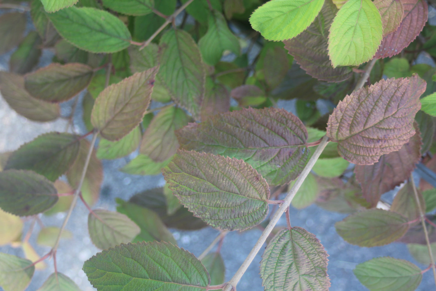 Viburnum tomentosum Mariesii 5g