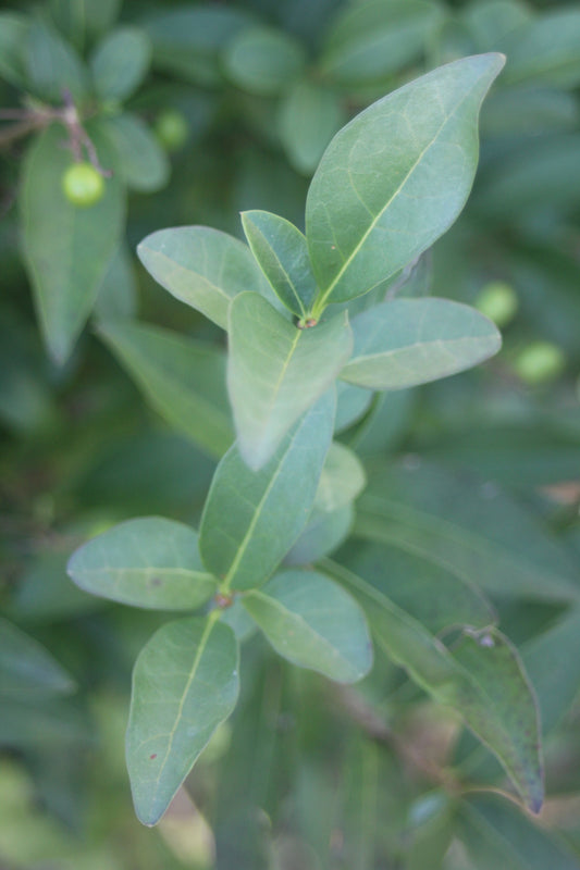 Ligustrum vulgare Cheyenne 3g