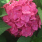 HYDRANGEA M E.S.SUMMER CRUSH 2g