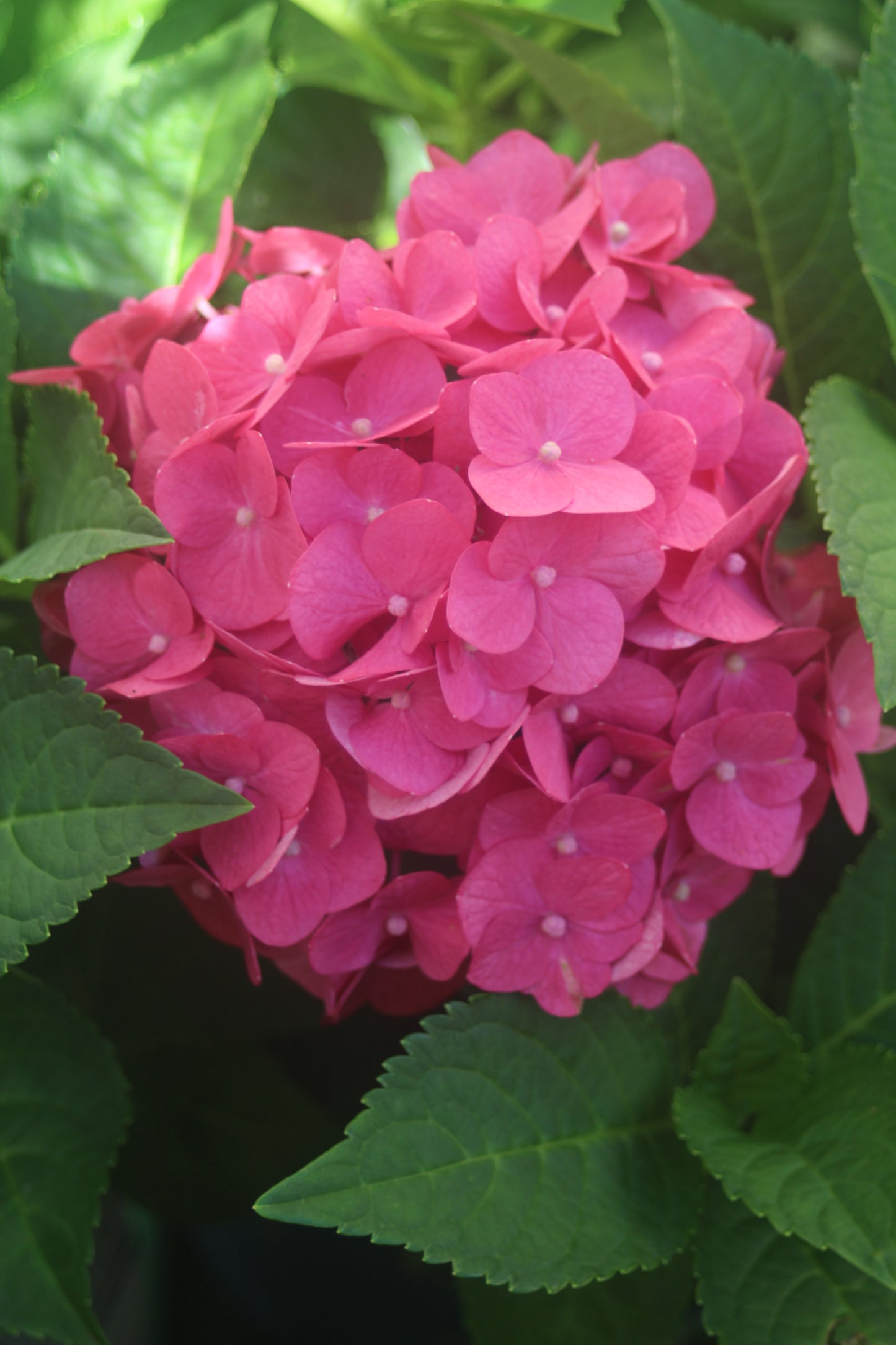 HYDRANGEA M E.S.SUMMER CRUSH 2g