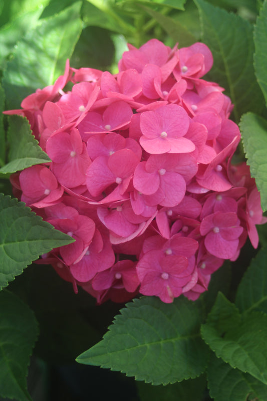 HYDRANGEA M E.S.SUMMER CRUSH 3g