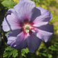 Hibiscus Azri Blue Satin 3g