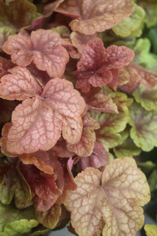 Heucherella Buttered Rum 1g