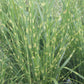 Miscanthus Strictus