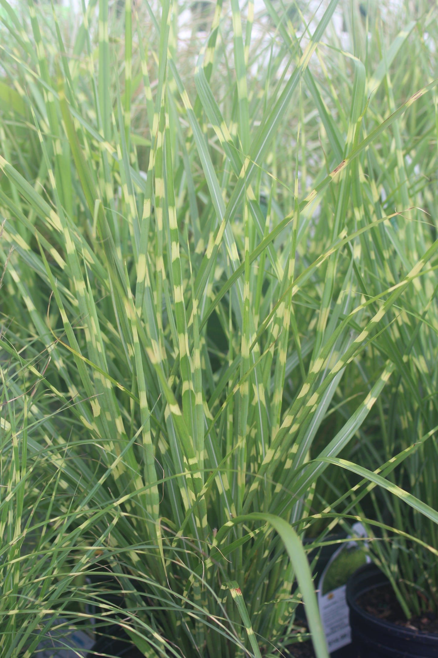 Miscanthus Strictus