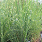 MISCANTHUS SINENSIS STRICTUS