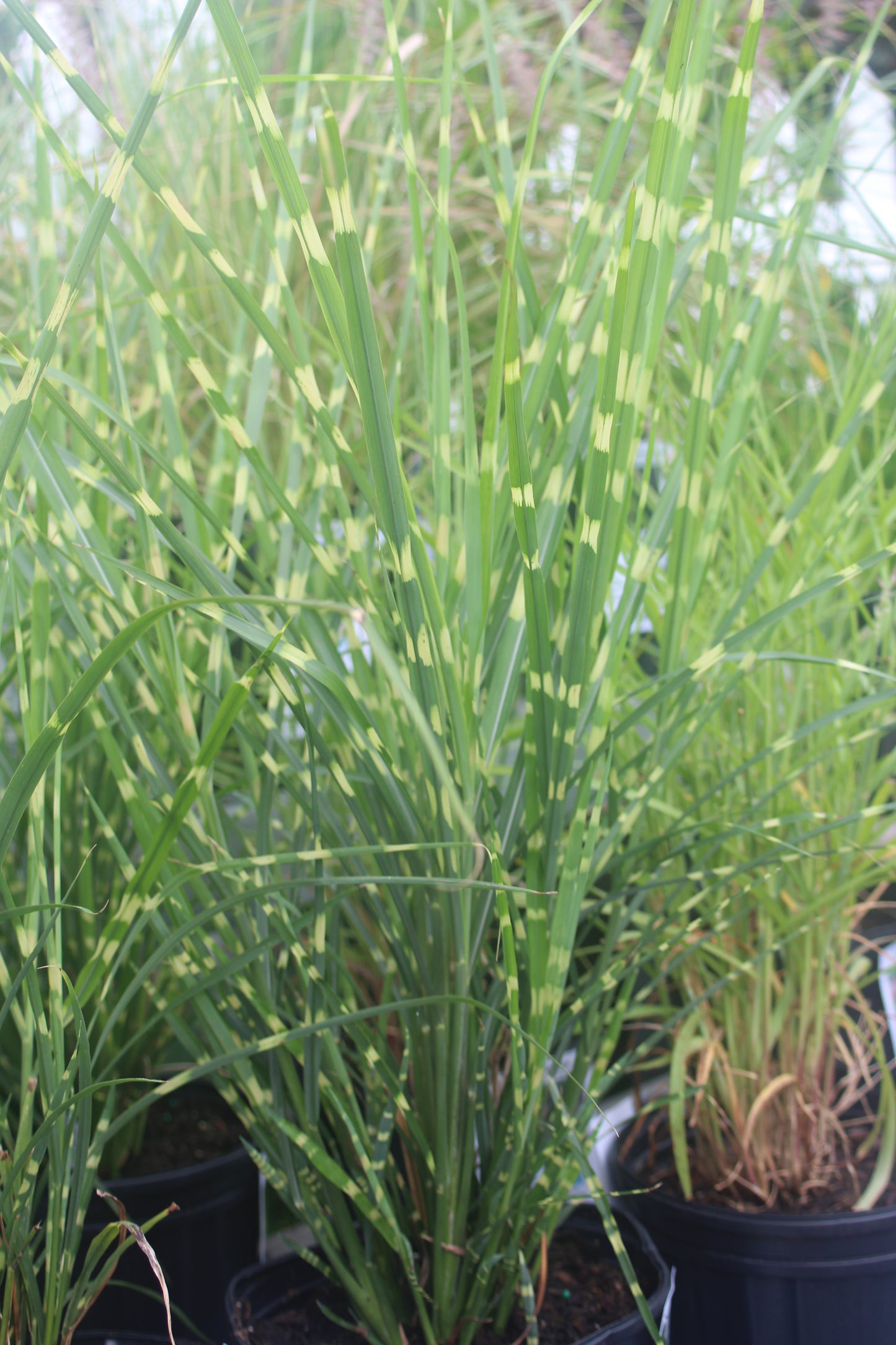 Miscanthus Strictus