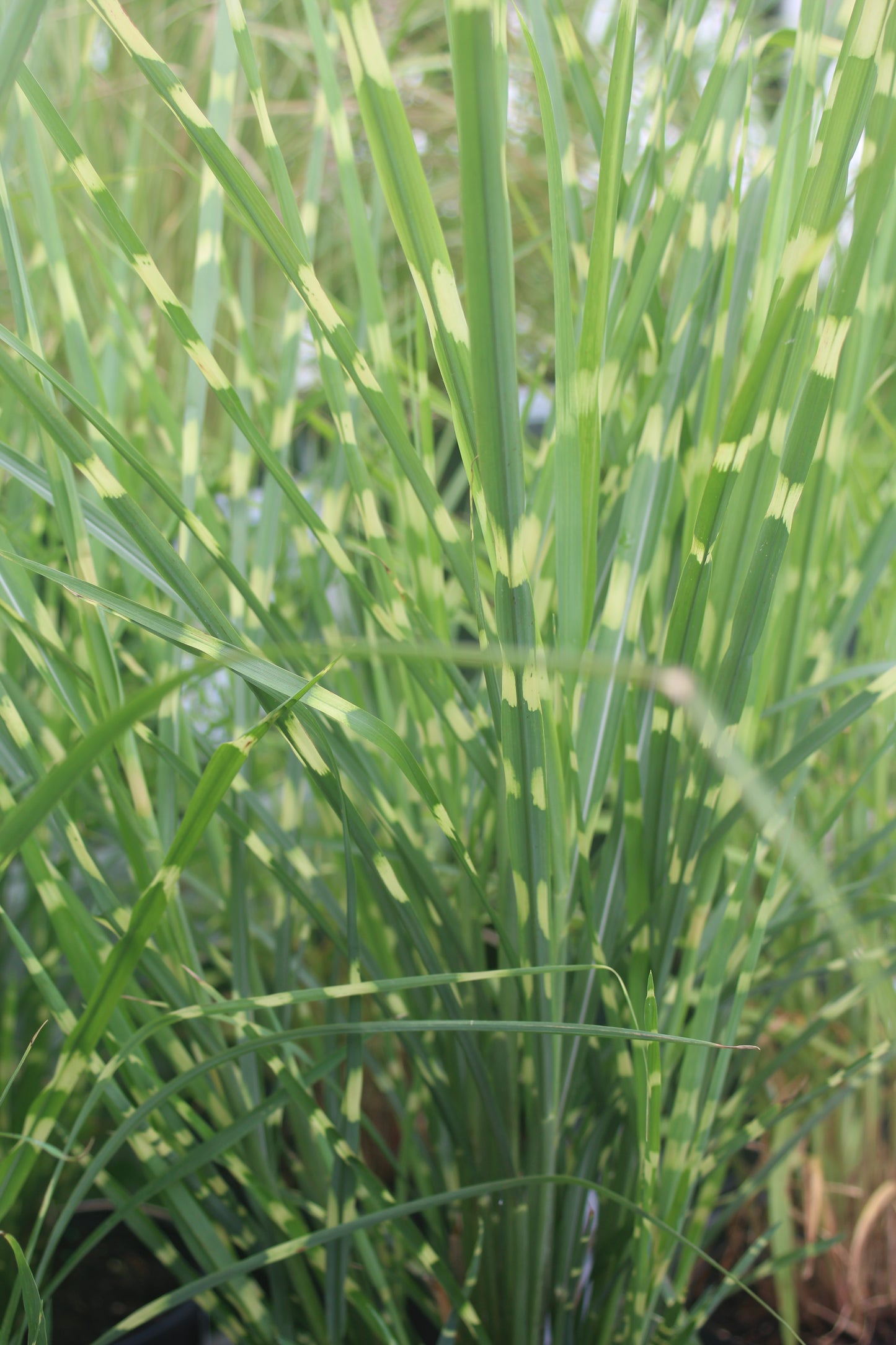 Miscanthus Strictus