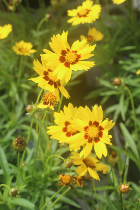 Coreopsis Sunkiss 1g